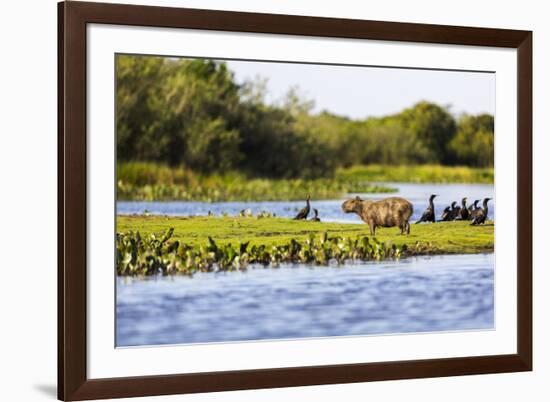 Capybara resting in warm light on a river bank, a flock of cormorants in the Pantanal, Brazil-James White-Framed Premium Photographic Print