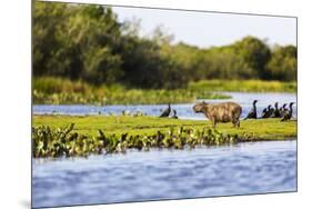 Capybara resting in warm light on a river bank, a flock of cormorants in the Pantanal, Brazil-James White-Mounted Premium Photographic Print