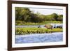 Capybara resting in warm light on a river bank, a flock of cormorants in the Pantanal, Brazil-James White-Framed Photographic Print
