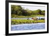 Capybara resting in warm light on a river bank, a flock of cormorants in the Pantanal, Brazil-James White-Framed Photographic Print