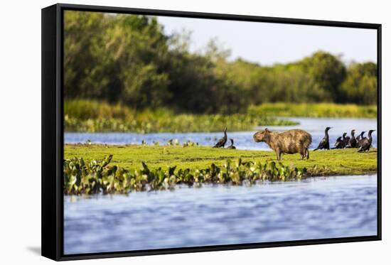 Capybara resting in warm light on a river bank, a flock of cormorants in the Pantanal, Brazil-James White-Framed Stretched Canvas