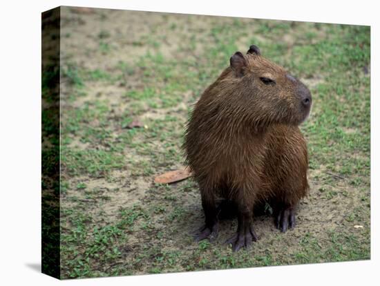 Capybara, South America-Art Wolfe-Stretched Canvas