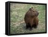 Capybara, South America-Art Wolfe-Framed Stretched Canvas