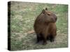 Capybara, South America-Art Wolfe-Stretched Canvas