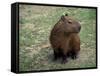 Capybara, South America-Art Wolfe-Framed Stretched Canvas