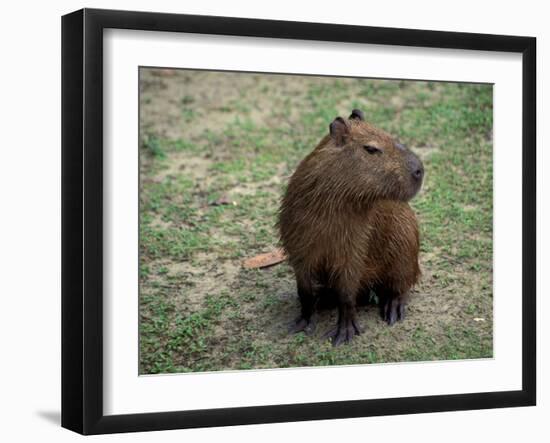 Capybara, South America-Art Wolfe-Framed Premium Photographic Print