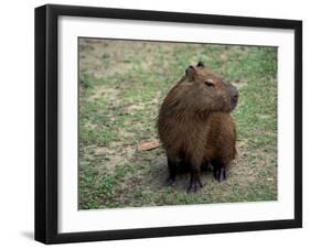 Capybara, South America-Art Wolfe-Framed Premium Photographic Print