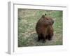 Capybara, South America-Art Wolfe-Framed Premium Photographic Print