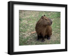 Capybara, South America-Art Wolfe-Framed Photographic Print