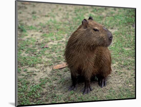 Capybara, South America-Art Wolfe-Mounted Photographic Print