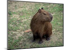 Capybara, South America-Art Wolfe-Mounted Photographic Print