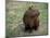 Capybara, South America-Art Wolfe-Mounted Photographic Print