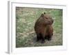 Capybara, South America-Art Wolfe-Framed Photographic Print