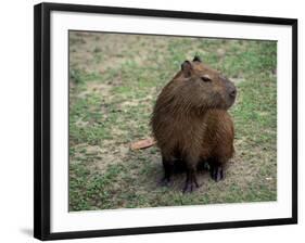 Capybara, South America-Art Wolfe-Framed Photographic Print