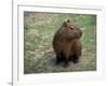 Capybara, South America-Art Wolfe-Framed Photographic Print