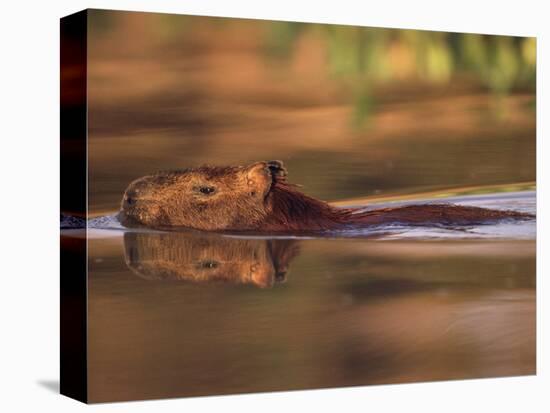 Capybara Swimming, Pantanal, Brazil-Pete Oxford-Stretched Canvas