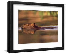 Capybara Swimming, Pantanal, Brazil-Pete Oxford-Framed Premium Photographic Print
