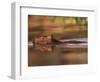 Capybara Swimming, Pantanal, Brazil-Pete Oxford-Framed Premium Photographic Print