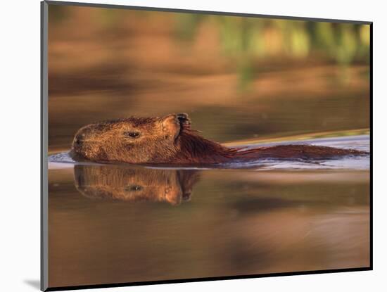 Capybara Swimming, Pantanal, Brazil-Pete Oxford-Mounted Premium Photographic Print
