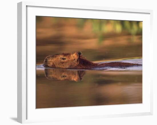 Capybara Swimming, Pantanal, Brazil-Pete Oxford-Framed Photographic Print