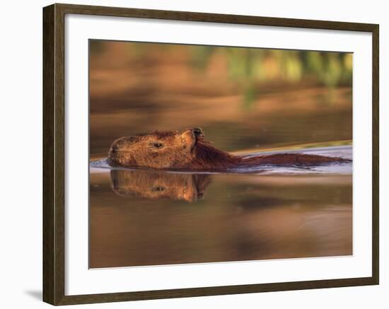 Capybara Swimming, Pantanal, Brazil-Pete Oxford-Framed Photographic Print