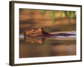 Capybara Swimming, Pantanal, Brazil-Pete Oxford-Framed Photographic Print
