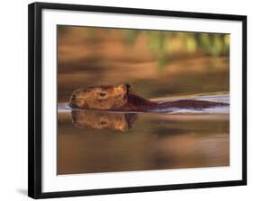 Capybara Swimming, Pantanal, Brazil-Pete Oxford-Framed Photographic Print