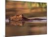 Capybara Swimming, Pantanal, Brazil-Pete Oxford-Mounted Photographic Print