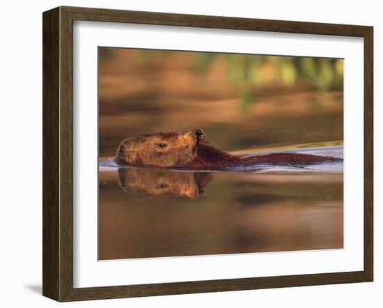 Capybara Swimming, Pantanal, Brazil-Pete Oxford-Framed Photographic Print