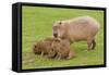 Capybara with Young-null-Framed Stretched Canvas