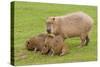 Capybara with Young-null-Stretched Canvas