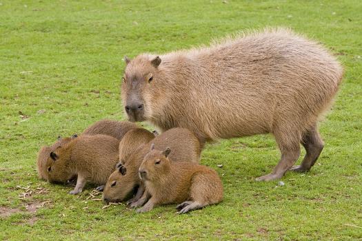 amogus by Capybaramaster
