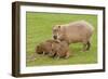 Capybara with Young-null-Framed Photographic Print