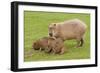 Capybara with Young-null-Framed Photographic Print