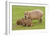 Capybara with Young-null-Framed Photographic Print