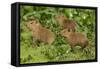 Capybara-null-Framed Stretched Canvas