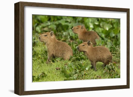 Capybara-null-Framed Photographic Print