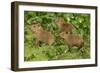 Capybara-null-Framed Photographic Print