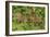 Capybara-null-Framed Photographic Print