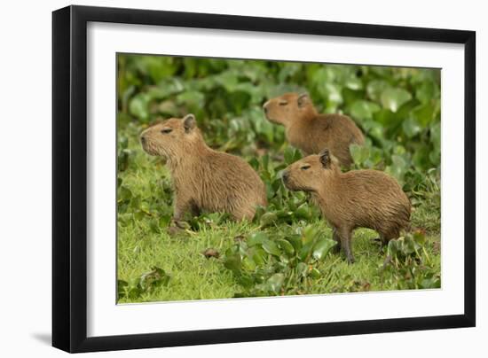 Capybara-null-Framed Photographic Print