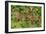 Capybara-null-Framed Photographic Print