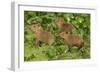 Capybara-null-Framed Photographic Print