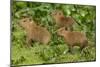 Capybara-null-Mounted Photographic Print