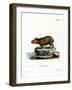 Capybara-null-Framed Giclee Print