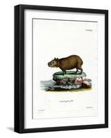 Capybara-null-Framed Giclee Print