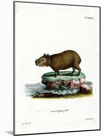 Capybara-null-Mounted Giclee Print