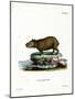 Capybara-null-Mounted Giclee Print