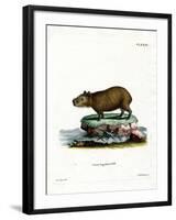 Capybara-null-Framed Giclee Print