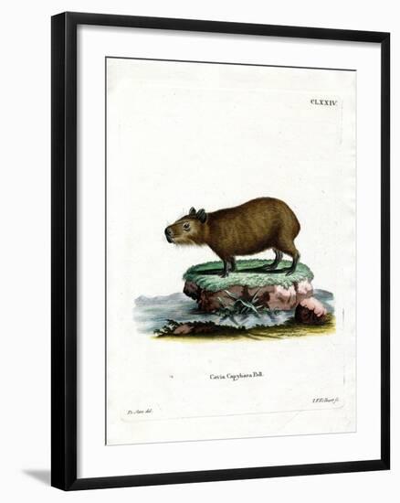 Capybara-null-Framed Giclee Print