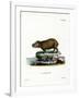 Capybara-null-Framed Giclee Print
